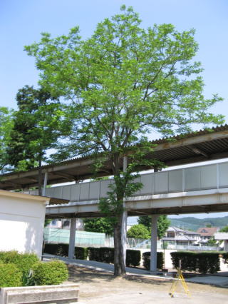 学校の木